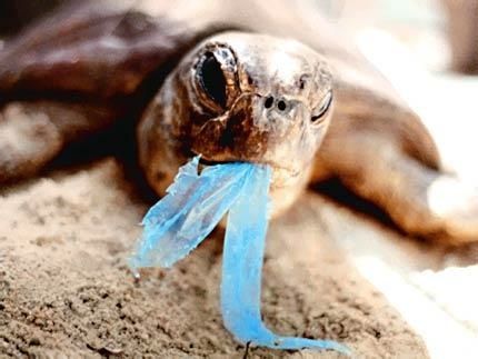 turtle_with_bag.jpg